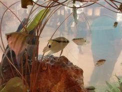 Exposição em Porto Velho traz peixes ornamentais da bacia do Rio Madeira