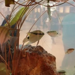 Exposição em Porto Velho traz peixes ornamentais da bacia do Rio Madeira