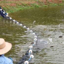 90% dos piscicultores do Distrito Federal se dedicam à criação de tilápia
