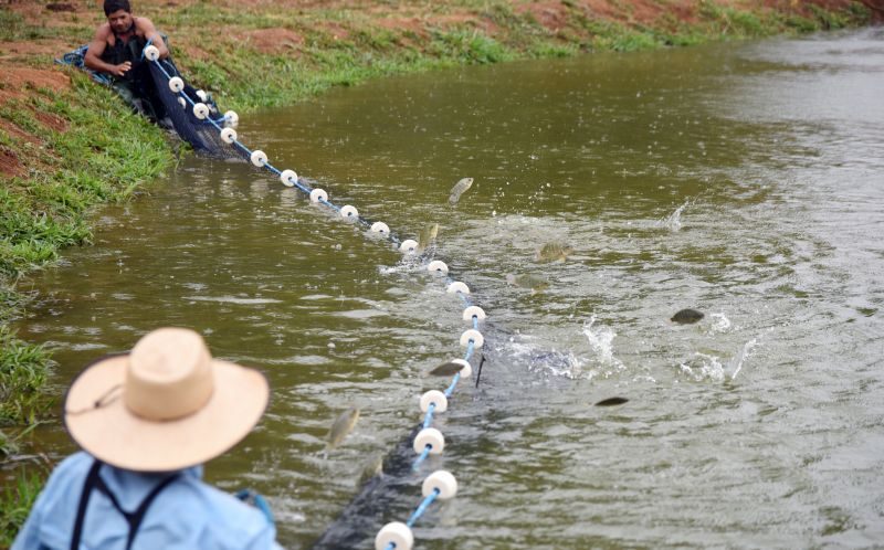 90% dos piscicultores do Distrito Federal se dedicam à criação de tilápia