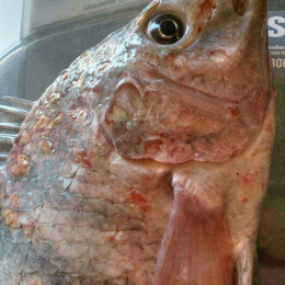 Pescadores denunciam deformação de peixes em Linhares e Colatina