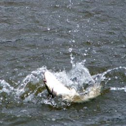 Rio Sorocaba tem baixa poluição e volta a ser bom para peixes