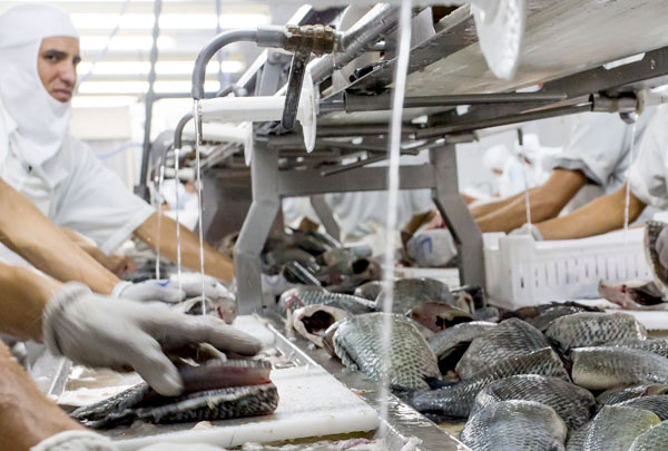 Piscicultura: medidas reduzem em até 50% o consumo de água em frigoríficos