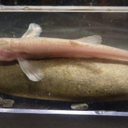 Descoberto primeiro peixe de caverna europeu