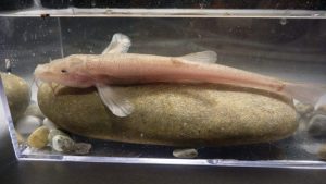 Descoberto primeiro peixe de caverna europeu
