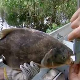 ‘Peixe jardineiro’ ajuda a reflorestar o Pantanal dispersando sementes