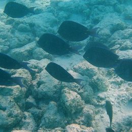 Inverno: período crítico para piscicultura