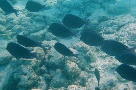 Inverno: período crítico para piscicultura