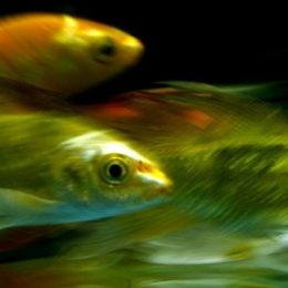 Clique Ciência: Os peixes bebem água?