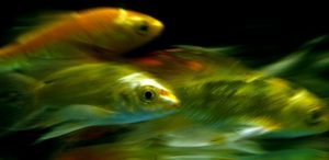 Clique Ciência: Os peixes bebem água?