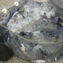 Rondônia participa de estudo para projeto piloto de sanidade de peixes