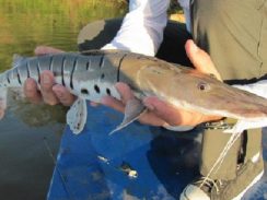 Naturatins define tamanho mínimo para pesca de 39 espécies de peixe