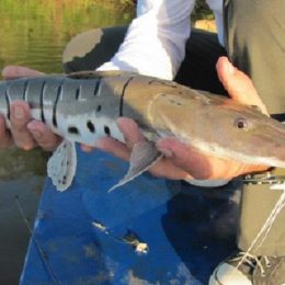 Naturatins define tamanho mínimo para pesca de 39 espécies de peixe