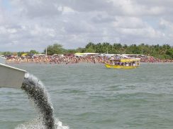 Codevasf insere peixes de espécies desaparecidas no São Francisco