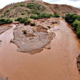 MP vê risco de extinção de 100% das espécies de peixes do Rio Doce e inicia coleta de animais