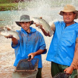 Sindicato rural de Laguna Carapã mobiliza piscicultores