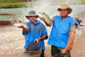 Sindicato rural de Laguna Carapã mobiliza piscicultores