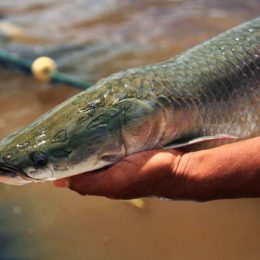 Identificadas mais de 400 substâncias secretadas da cabeça do pirarucu