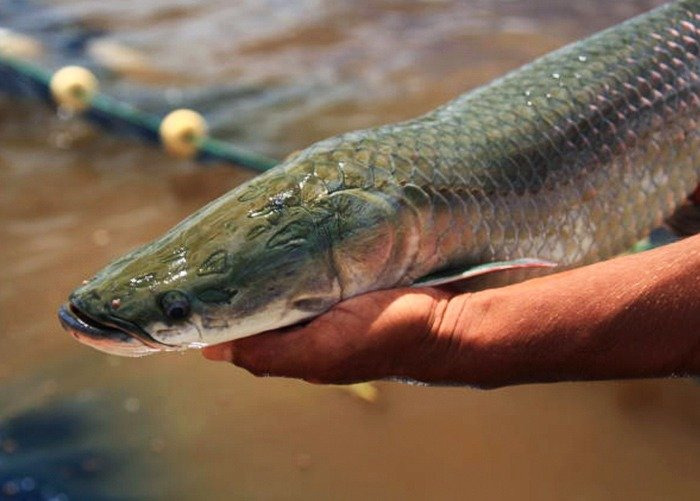 Identificadas mais de 400 substâncias secretadas da cabeça do pirarucu