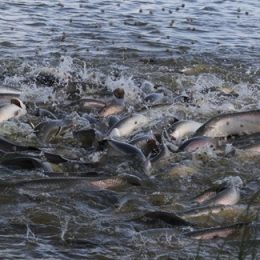 Projeto faz cultivo do pirarucu da Amazônia aumentar mais de 400%