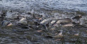 Projeto faz cultivo do pirarucu da Amazônia aumentar mais de 400%