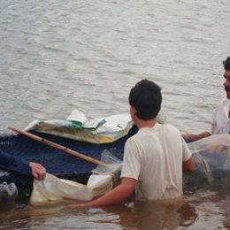Emater/RS-Ascar incentiva a produção de peixes em gaiolas em Rio Pardo