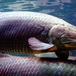 Taques determina liberação de R$ 900 mil para produção de Pirarucu