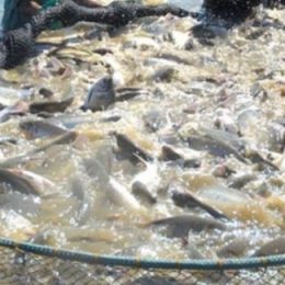 Décimo terceiro do ranking nacional, Tocantins é o 4º maior produtor de pescado da região norte, aponta Anuário da Piscicultura 2016
