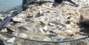 Décimo terceiro do ranking nacional, Tocantins é o 4º maior produtor de pescado da região norte, aponta Anuário da Piscicultura 2016