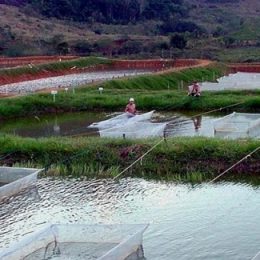 Legalização abre caminho para crescimento da aquicultura em Minas