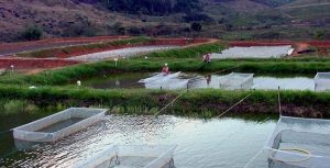 Legalização abre caminho para crescimento da aquicultura em Minas