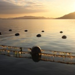 Santa Catarina terá plano estratégico para o desenvolvimento da maricultura