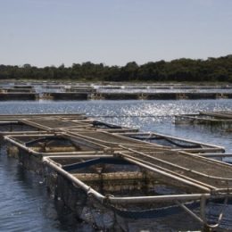 Criação de tilápias cresceu 80% no Brasil em 10 anos