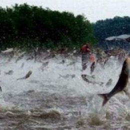 CEPESCA mantém período da piracema em Mato Grosso