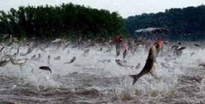 CEPESCA mantém período da piracema em Mato Grosso