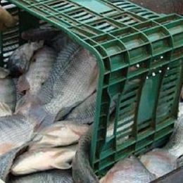 Hoje, Brasil não sabe quanto custa produzir pescado no País