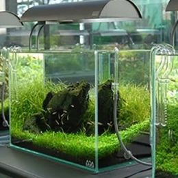 Resolução do CFMV regulamenta RT em estabelecimentos que cultivam ou mantêm organismos aquáticos