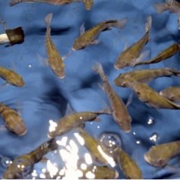 Sistemas de Recirculação para Aquicultura são tema de curso no Instituto de Pesca