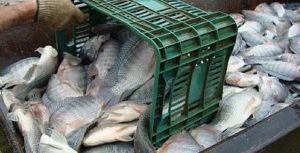 Hoje, Brasil não sabe quanto custa produzir pescado no País