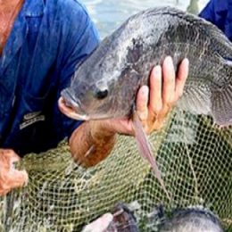 Epagri abre inscrições para cursos gratuitos de piscicultura