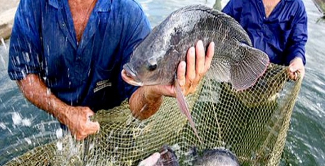 Epagri abre inscrições para cursos gratuitos de piscicultura