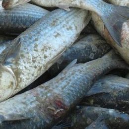 Pesca da tainha: Santa Catarina tem cota de 3.417 toneladas em 2018