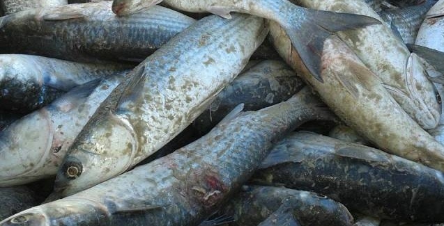 Pesca da tainha: Santa Catarina tem cota de 3.417 toneladas em 2018