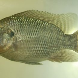 Estudo avalia tempo necessário para a eliminação de antibiótico por tilápias