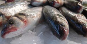 Brasil pode duplicar produção de pescado em cinco anos com aposta em sustentabilidade
