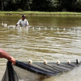 Crescimento da aquicultura depende de mais organização da cadeia produtiva