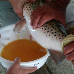 Centro de piscicultura da Codevasf produziu cerca de 3,5 milhões de alevinos no semiárido pernambucano