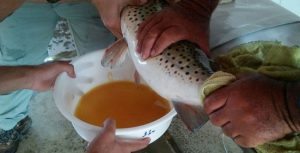 Centro de piscicultura da Codevasf produziu cerca de 3,5 milhões de alevinos no semiárido pernambucano