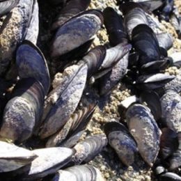 Cultivos de ostras e mexilhões de Santa Catarina estão livres da toxina paralisante