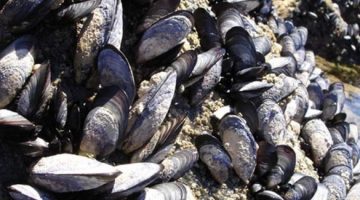 Cultivos de ostras e mexilhões de Santa Catarina estão livres da toxina paralisante